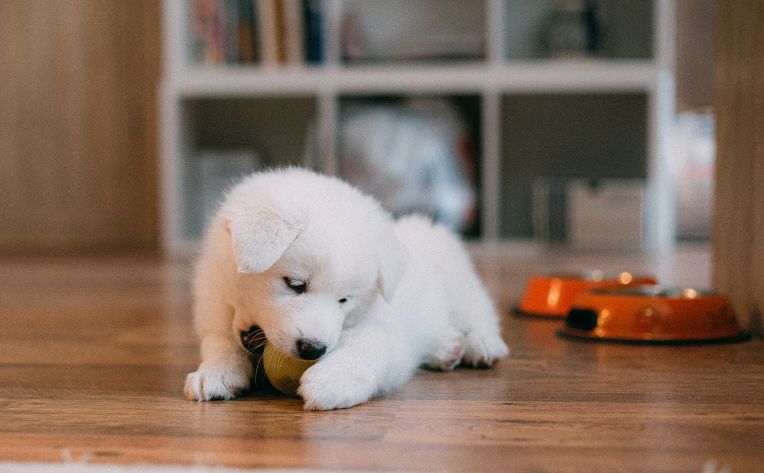 Puppy playing on hardwood floors
